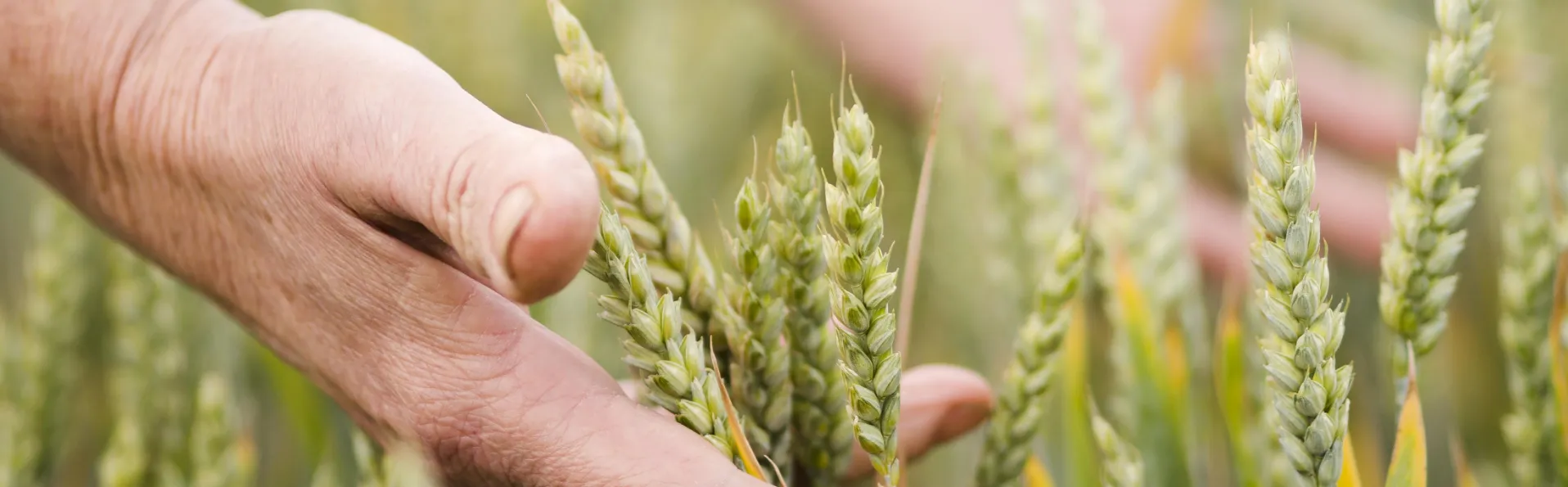Ayudas de la Junta de Andalucía para jóvenes agricultores por valor de 130 millones de euros