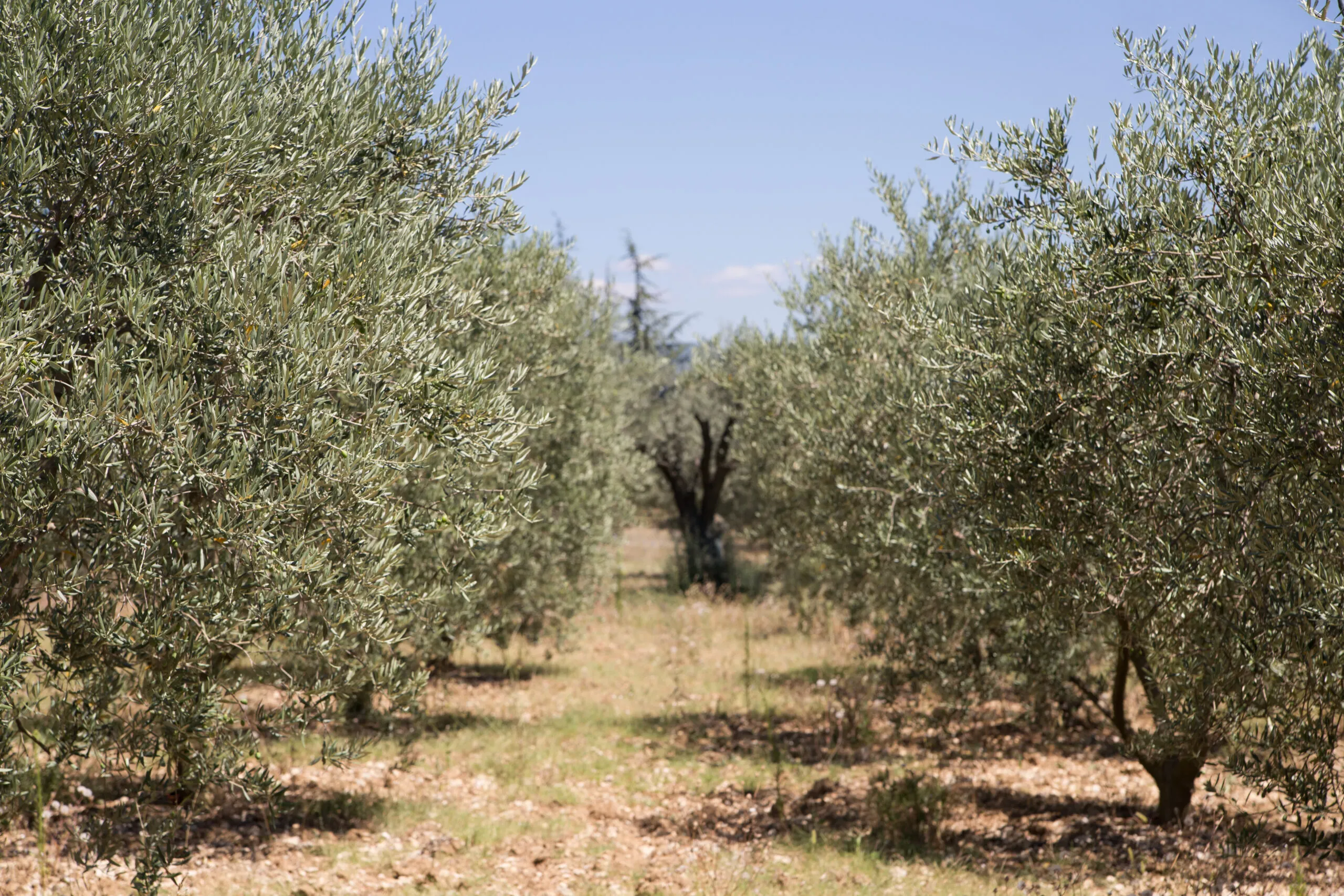 Aforo del olivar 2026-2027