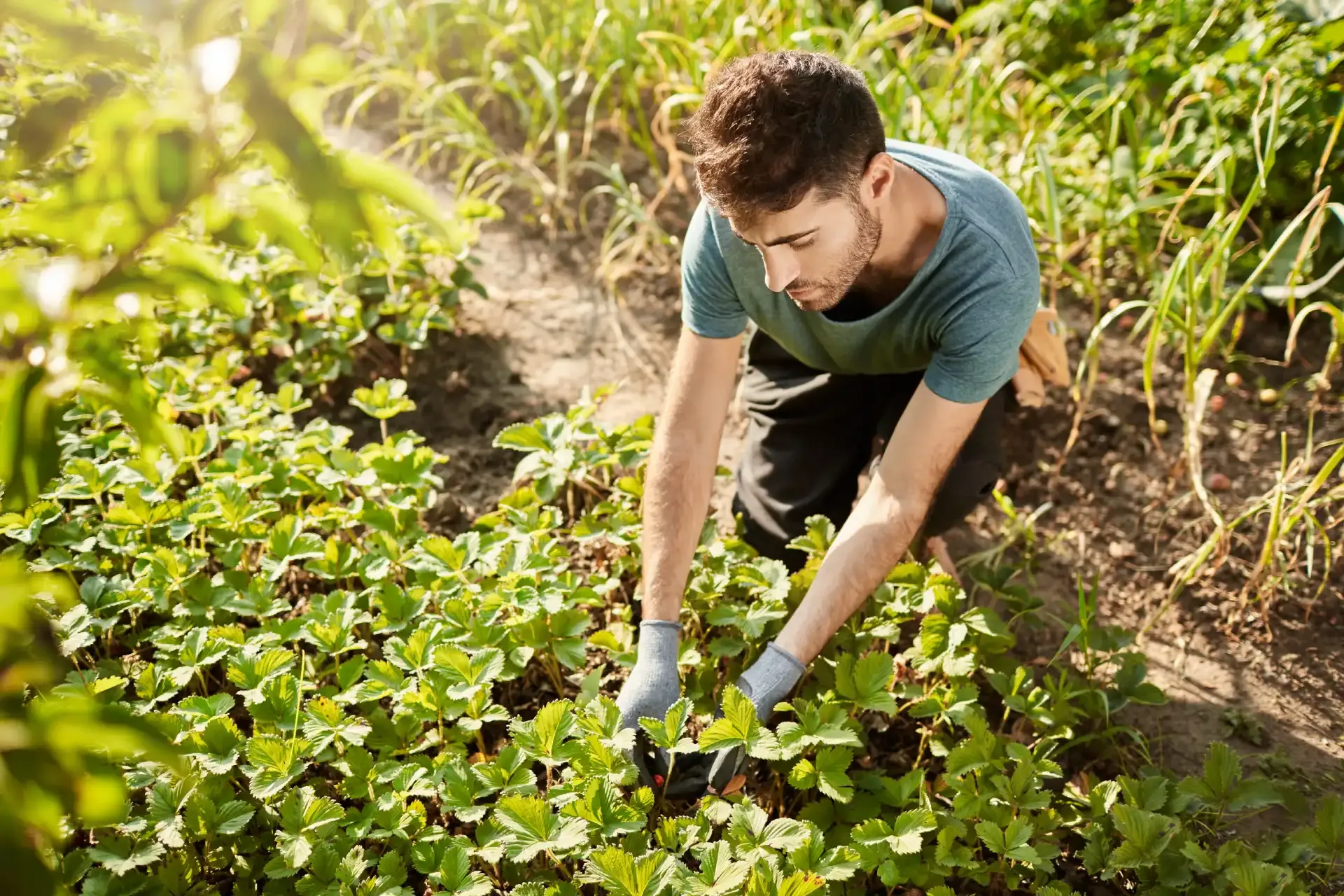 Ayudas para jóvenes agricultores: Qué debes saber