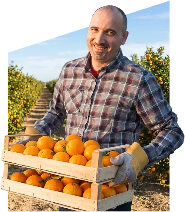 Cuadrilla recogiendo naranjas en un naranjal