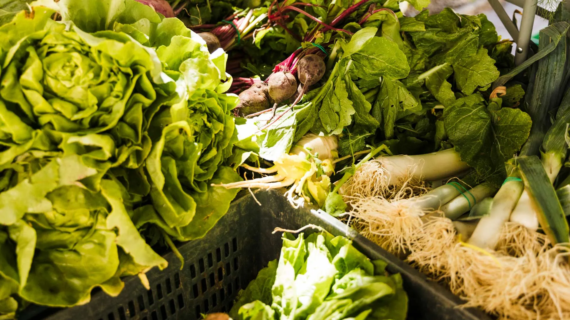 Los beneficios de la tecnología en la agricultura 👩‍🌾