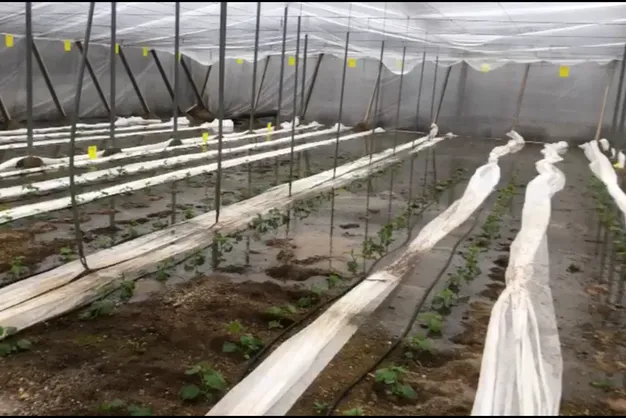 Daños en la agricultura por el temporal en Almería
