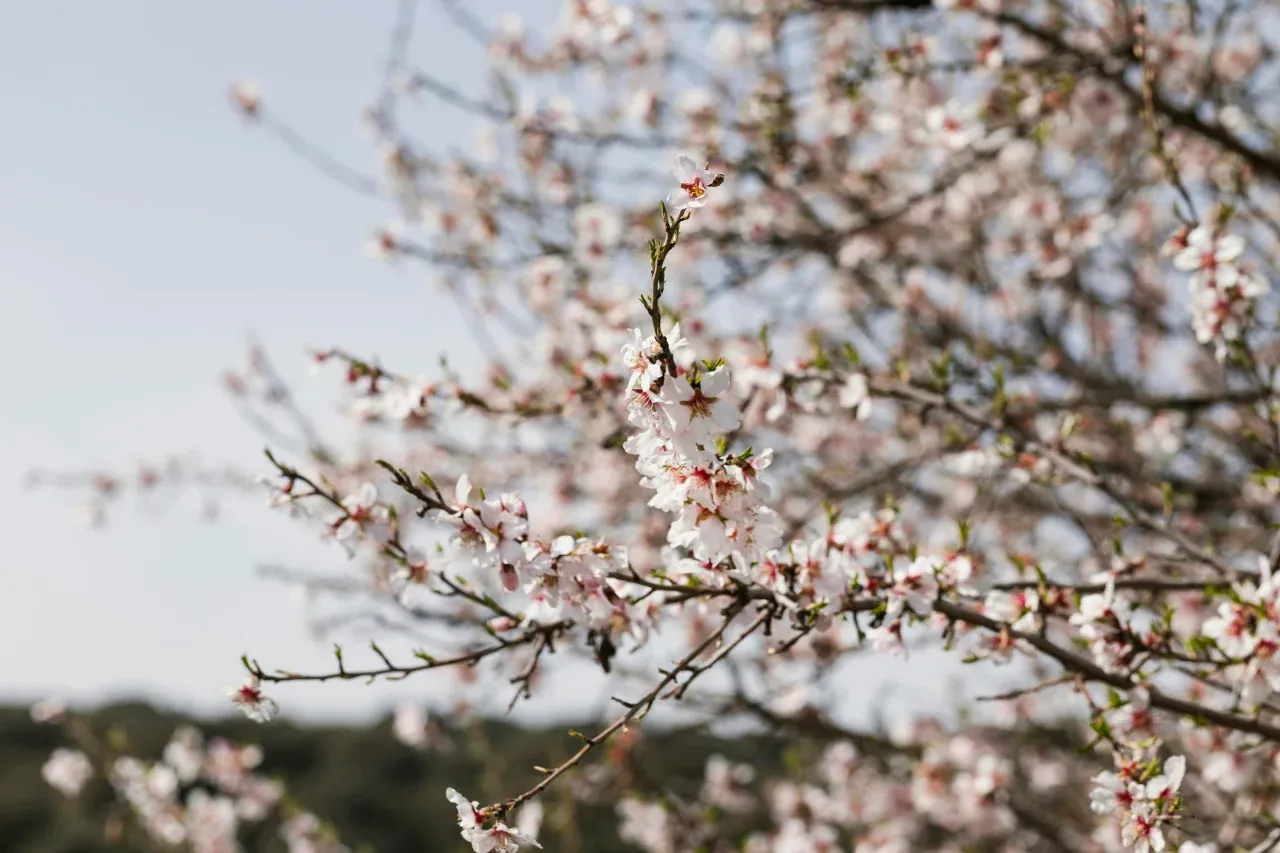 Cómo cultivar almendros: guía completa