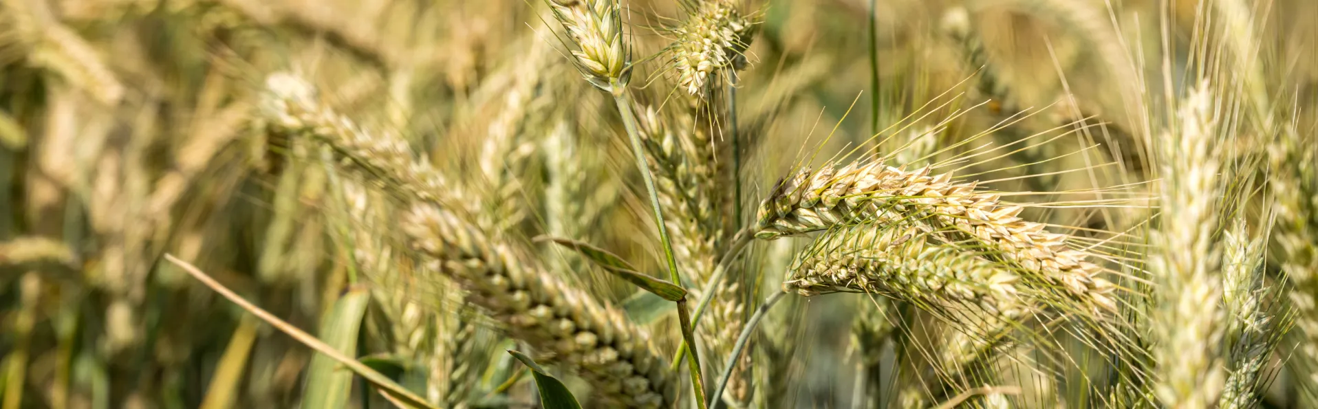 Cómo Encontrar Trabajo en el Campo: Guía para Jornaleros