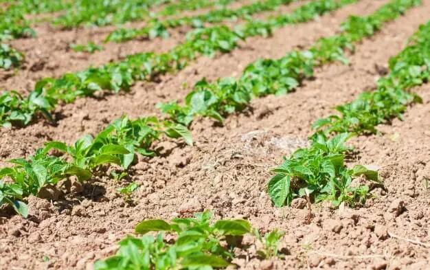 Cómo preparar la tierra para sembrar