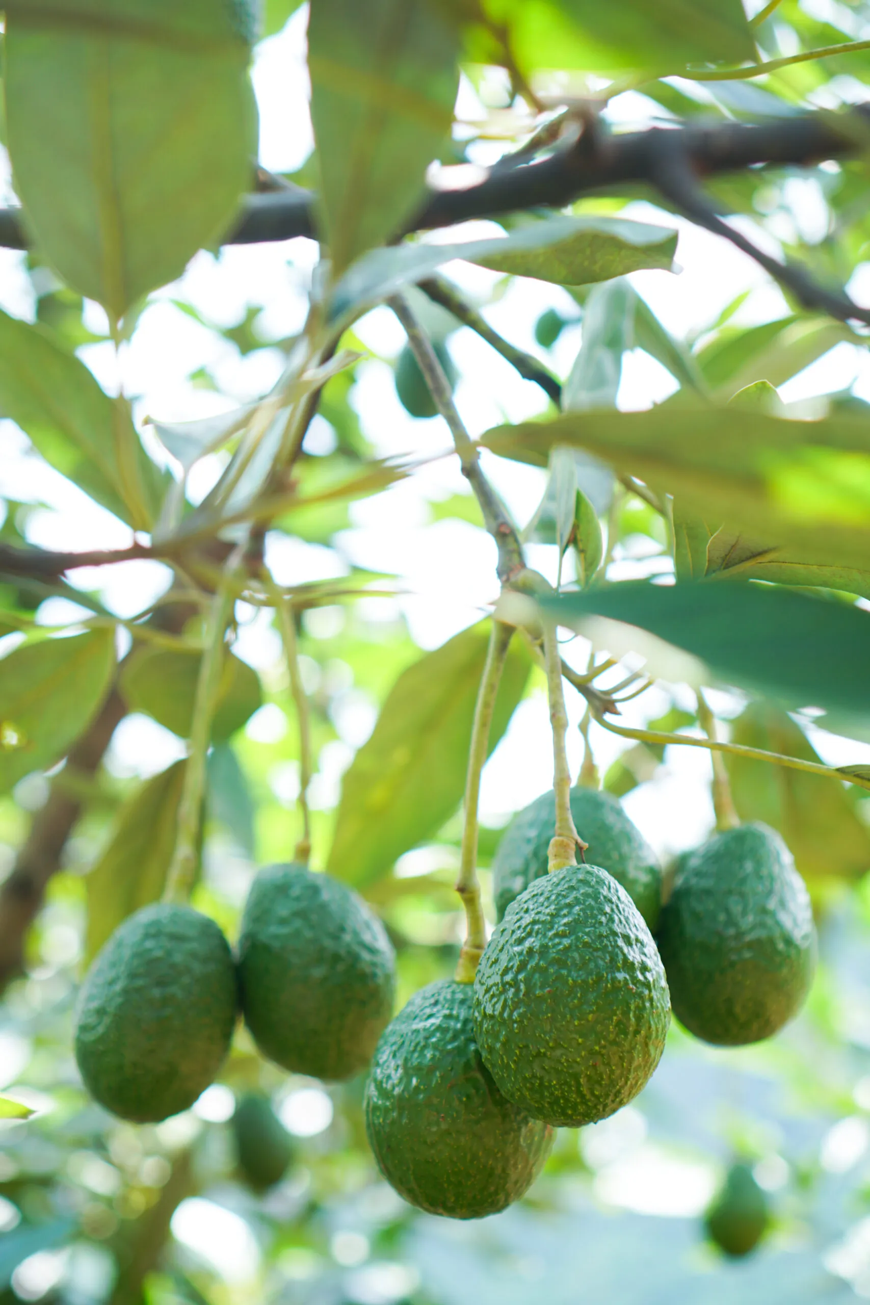 Trabajo campaña aguacate Málaga, ofertas activas.