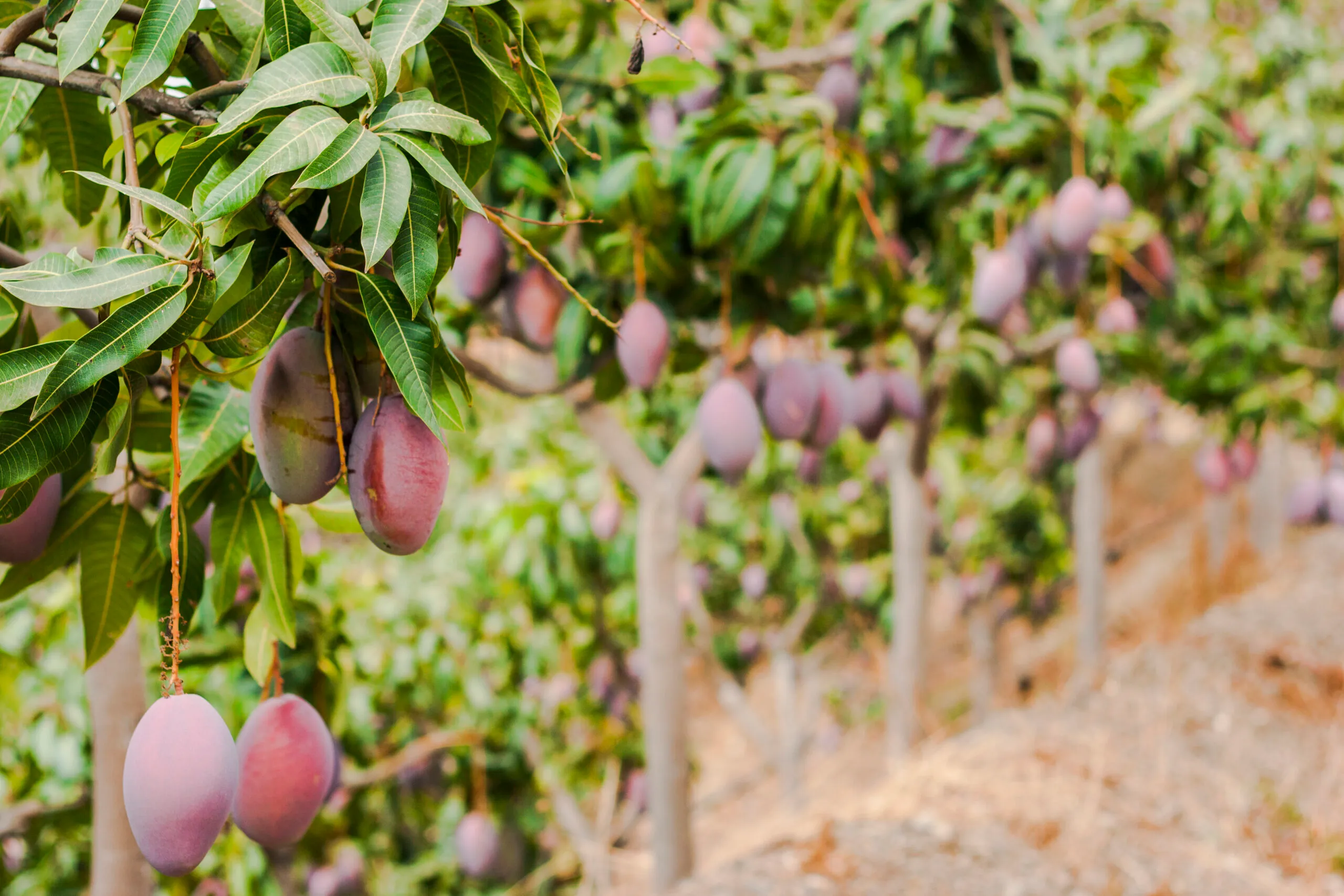 🥭 Campaña mango en la Axarquía 2025