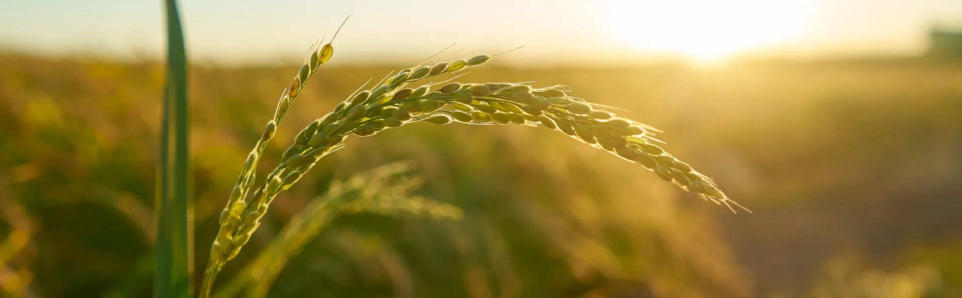 Se pone en marcha el Programa Cultiva 2024