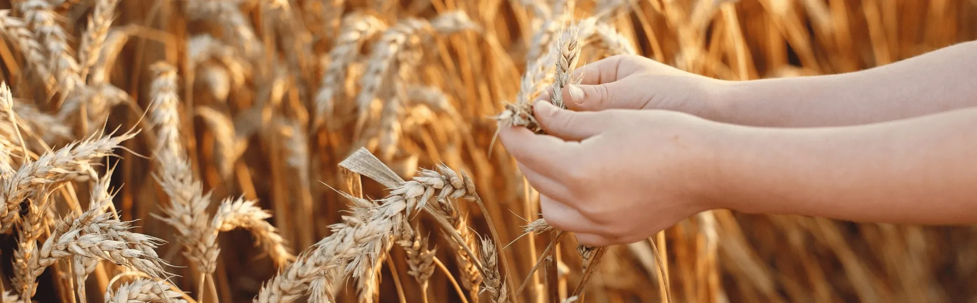 La situación precaria de las cosechas de cereales provoca movilizaciones desde ASAJA CLM