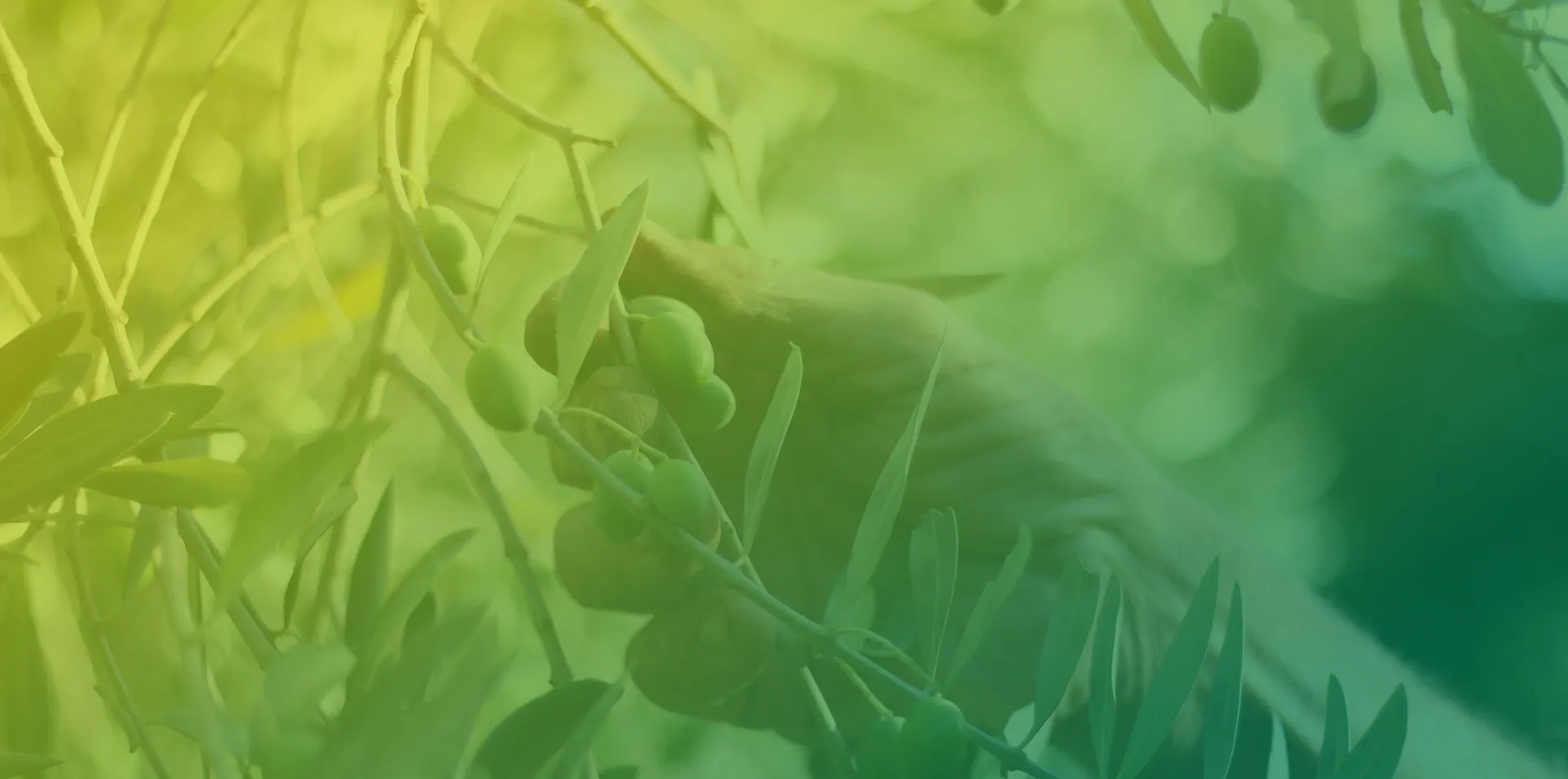 Conectando oportunidades