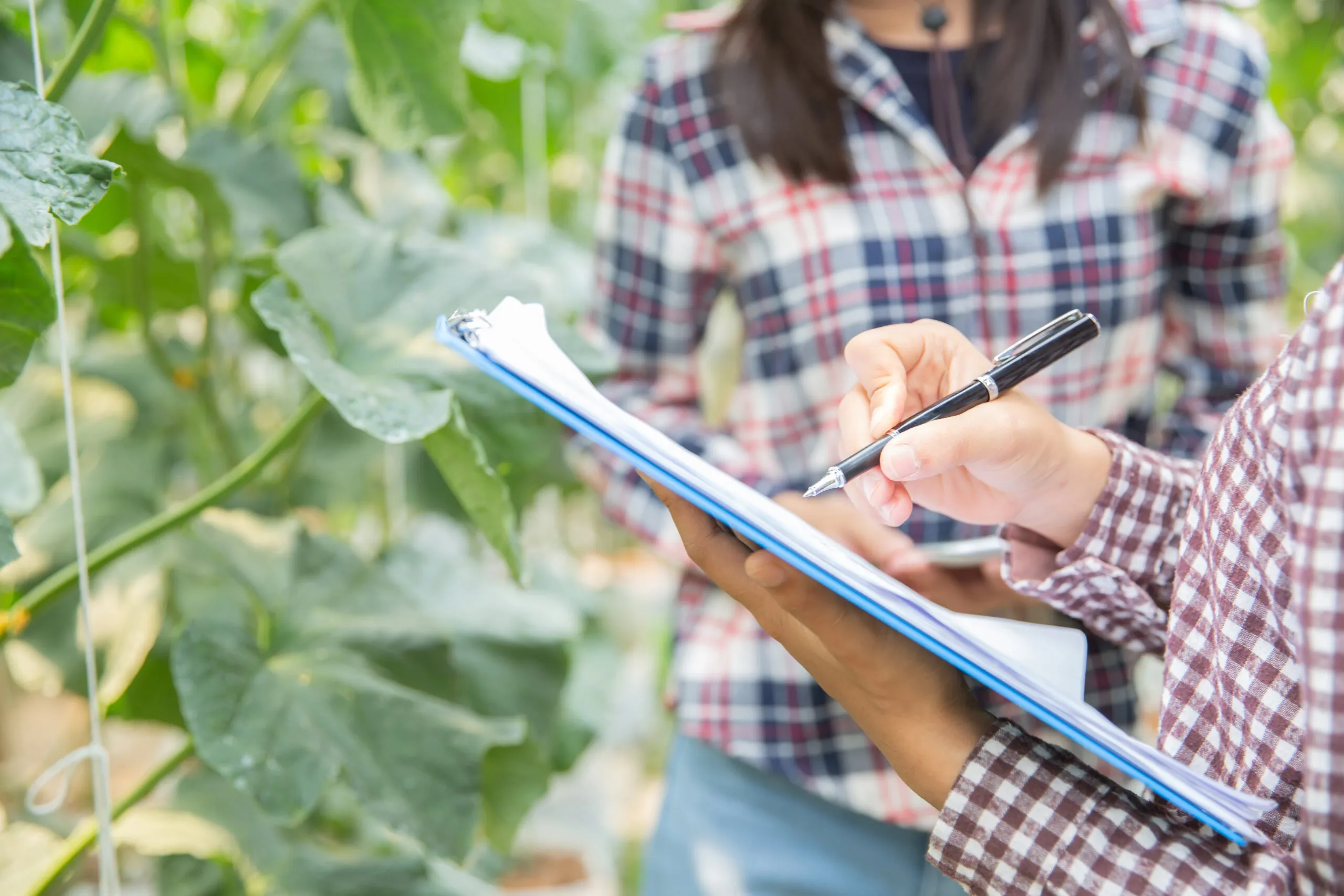 Cómo la guerra de Irán puede afectar a la agricultura